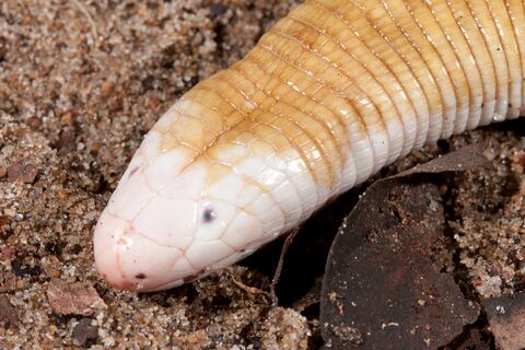 Tres lagartijas sin patas, ciegas y con ‘dos cabezas’ viven en Ecuador, pero también tienen lugar en la mitología griega