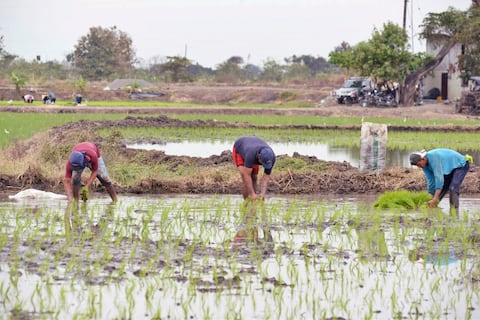 Diagnóstico del sector agrícola en Guayas