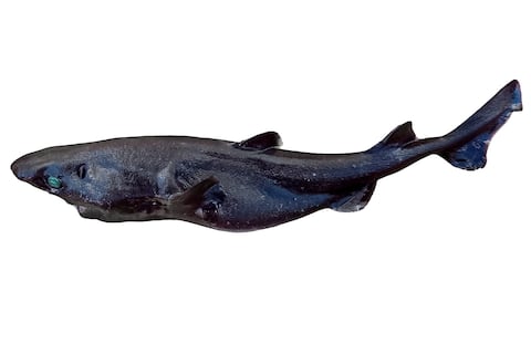 Tiburón linterna de ojos pequeños fue hallado por primera vez en las profundidades peruanas