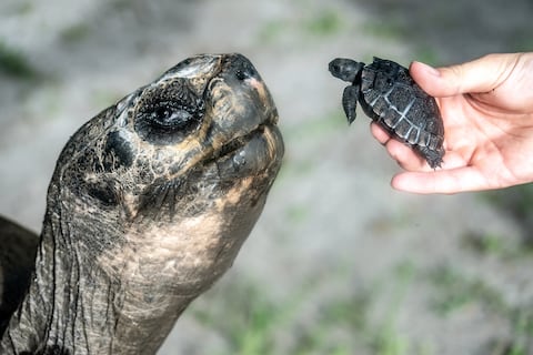Tortuga de Galápagos podría obtener un récord Guinness