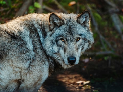 Histórico: avistan en montañas de California una loba gris, por primera vez en 100 años y creen que busca pareja