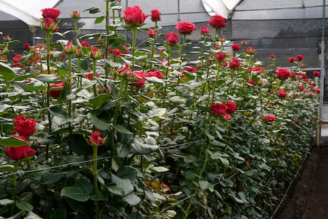 Flores ecuatorianas dejarán de pagar la sobretasa del 15 % para ingresar a Estados Unidos