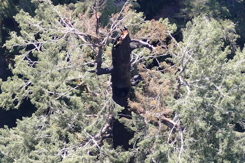 Árbol centenario y de los más altos del mundo está en llamas