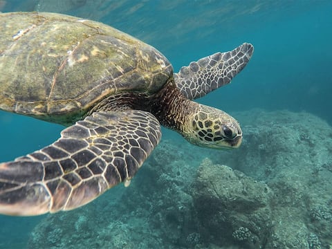 Tortuga marina “letárgica” aparece en la orilla cubierta de sedimentos: La especie está en peligro de extinción