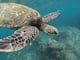 Tortuga marina “letárgica” aparece en la orilla cubierta de sedimentos: La especie está en peligro de extinción