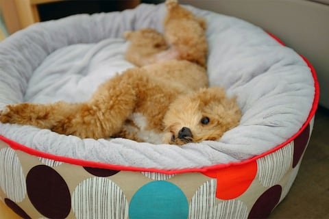 Adorable perrito híbrido parece un osito de peluche: una rara mezcla de caniche y pomerania que enamora las redes