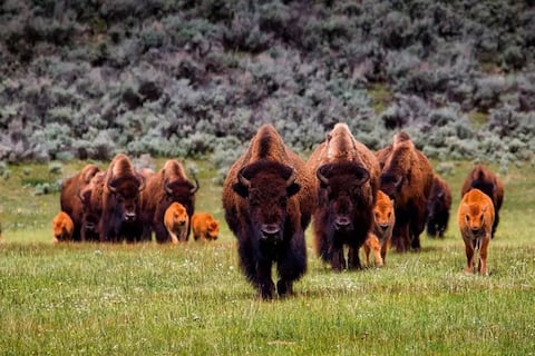 Ecologistas de cuatro patas: los gigantes peludos que están reforestando y sanando ecosistemas en las montañas de Rumanía