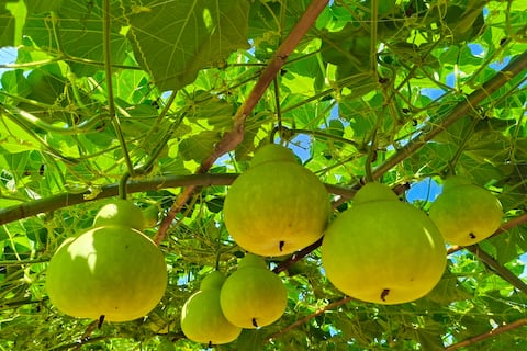 ‘Lagenaria siceraria’, una planta milenaria en América