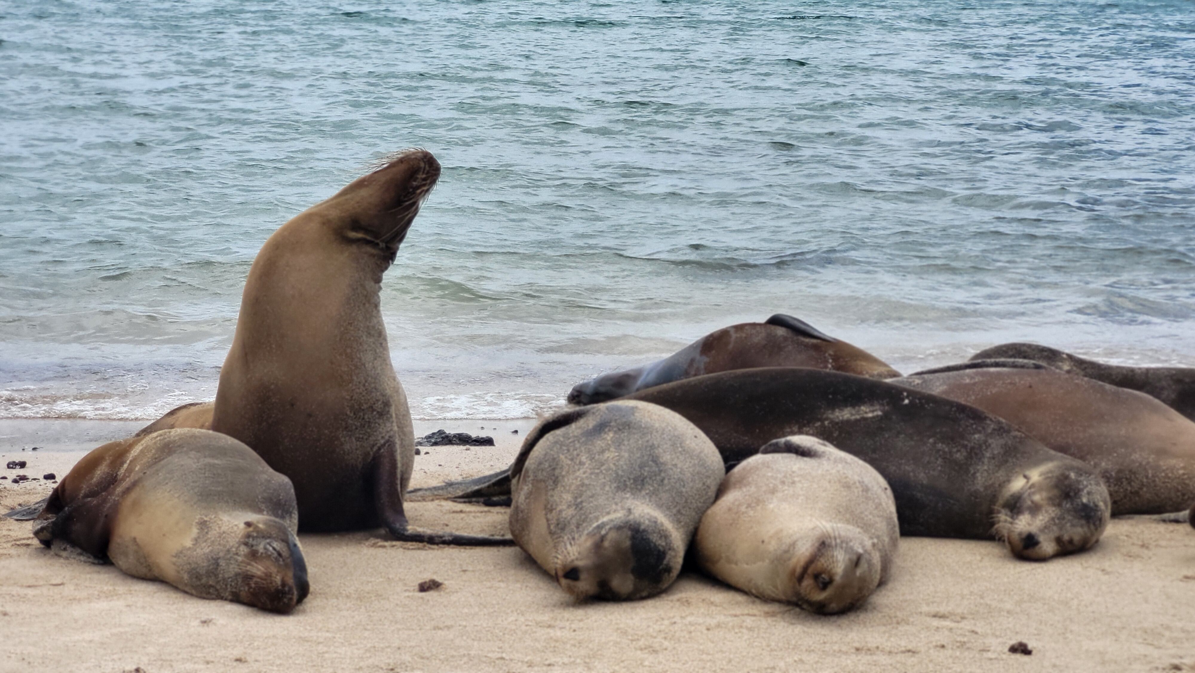 Galápagos recibirá $ 117 millones para programa de cambio climático