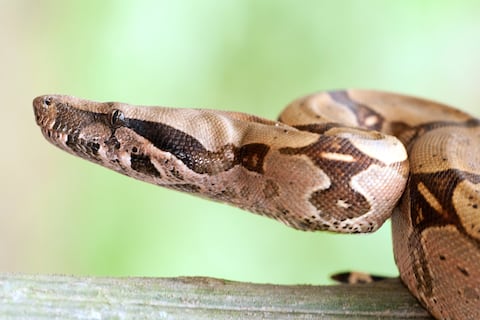 El cantón Mera, en Pastaza, es una de las zonas con más diversidad de serpientes del planeta