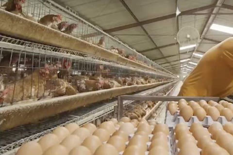 ¿Por qué hoy se celebra el Día Nacional del Huevo?