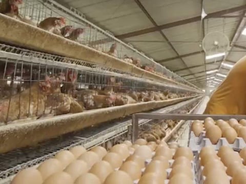 ¿Por qué hoy se celebra el Día Nacional del Huevo?