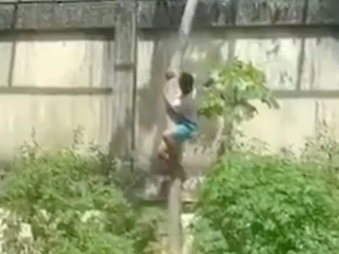 Joven con esquizofrenia muere tras entrar al recinto de una leona en un zoológico de Brasil