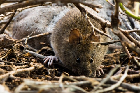 ¿Por qué se están extinguiendo los roedores endémicos de Galápagos? La amenaza de especies introducidas es una de las causas posibles