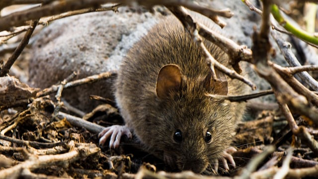 ¿Por qué se están extinguiendo los roedores endémicos de Galápagos? La amenaza de especies introducidas es una de las causas posibles