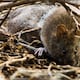 ¿Por qué se están extinguiendo los roedores endémicos de Galápagos? La amenaza de especies introducidas es una de las causas posibles