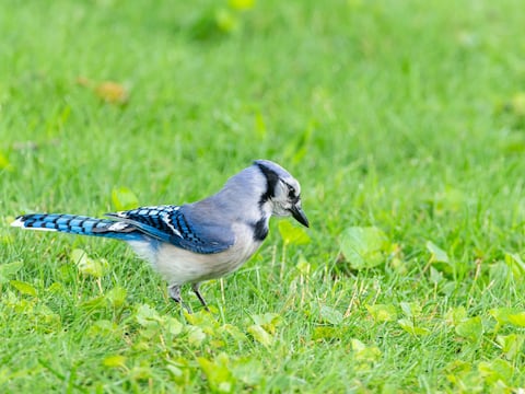 Ave híbrida sorprende a biólogos en Texas y revela cómo el cambio climático reescribe las reglas de la naturaleza