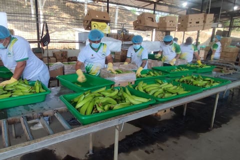 Productores de Manabí envían 1.080 cajas de plátano a Chile y levantan interés en EE.UU. y Europa