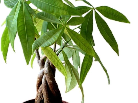 Dónde colocar el árbol del dinero dentro de tu casa para atraer abundancia y prosperidad