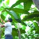 Día Internacional de la Sanidad Vegetal: innovación biológica y sostenibilidad marcan el futuro del agro en América Latina