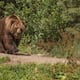 Todos quedaron helados cuando un oso pardo tuvo un encuentro aterrador e inesperado con una mascota en un parque nacional