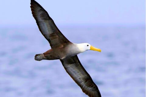 Aves migratorias en Ecuador pierden hábitat en sus rutas y aumenta su riesgo de mortalidad