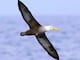 Aves migratorias en Ecuador pierden hábitat en sus rutas y aumenta su riesgo de mortalidad