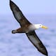 Aves migratorias en Ecuador pierden hábitat en sus rutas y aumenta su riesgo de mortalidad
