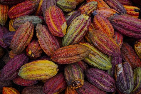 Por qué cayeron 63,5 % las exportaciones de cacao ecuatoriano en el primer trimestre de 2026