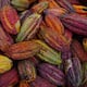 Unas 20.000 hectáreas de otros cultivos se cambian al cacao, productores identifican a qué productos y por qué los reemplazan