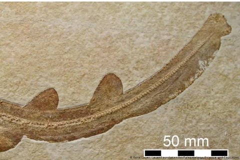 Un pequeño tiburón prehistórico desafía las teorías actuales de la evolución de la especie