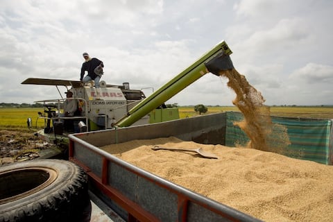 Arroceros colombianos piden que arroz ecuatoriano sea incluido en las medidas de retaliación impuestas a Ecuador