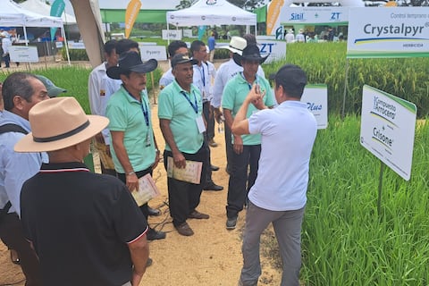 Solo el 11 % de los productores usan semillas certificadas, Expo Arroz 2025 busca dar la vuelta a estas estadísticas