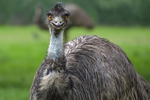 El extraño comportamiento de estas aves alerta a los científicos: “obliga a las especies a interactuar con los humanos de forma más peligrosa”