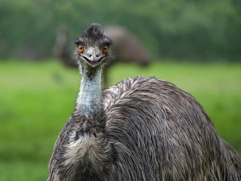 El extraño comportamiento de estas aves alerta a los científicos: “obliga a las especies a interactuar con los humanos de forma más peligrosa”