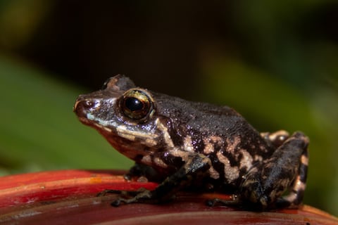 Rana es descubierta en zonas protegidas de Napo y Pastaza