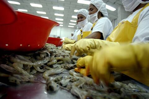 Un reingreso en el menor tiempo posible y con las mejores condiciones esperan exportadores para el camarón local en Brasil