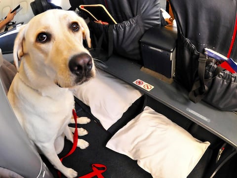 Más controles y nuevos documentos: la Unión Europea cambia las reglas para viajar con mascotas