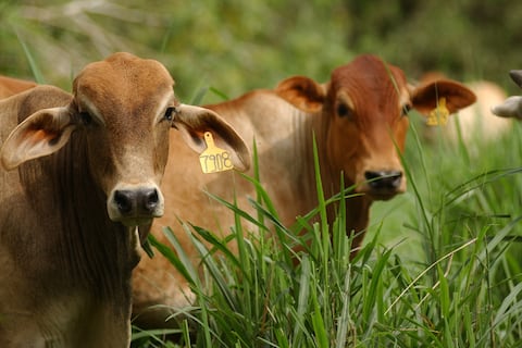 Con entrega de embriones se busca más producción de hato bovino de Loja