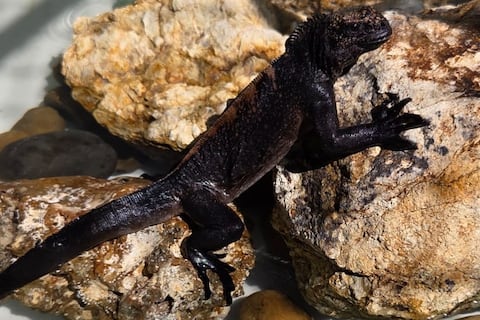 Cuatro iguanas marinas de Galápagos fueron halladas en Guayaquil, cerca del aeropuerto: ministerio investiga posible tráfico ilegal de fauna