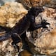 Cuatro iguanas marinas de Galápagos fueron halladas en Guayaquil, cerca del aeropuerto: ministerio investiga posible tráfico ilegal de fauna