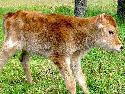'Alma', el primer animal clonado en Perú 