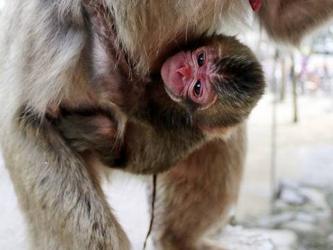 Zoológico japonés se retracta tras llamar Carlota a una cría de mono