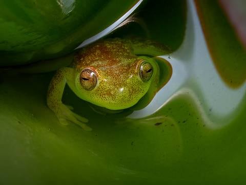Estudio revela que ranas de Ecuador estarían infectadas por hongo quítrido en su piel 