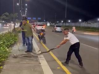Vigilante ayudó a retirar enorme serpiente de avenida León Febres-Cordero