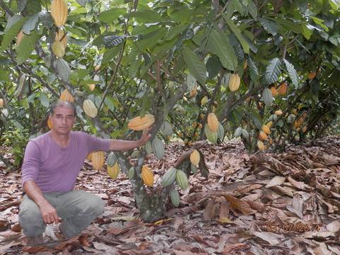 Tomás Cedeño logró certificar el origen del cacao que cultiva