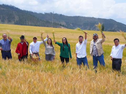 Primera cosecha es punto de partida para convertir a Ecuador en exportador de cebada maltera