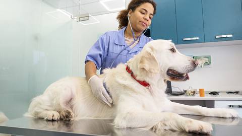 Síntomas que avisan que tu perro podría tener una falla renal