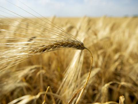 India restringe las exportaciones de harina por la escasez mundial de trigo