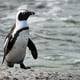 63 pingüinos africanos mueren en Sudáfrica a causa de picaduras de abeja